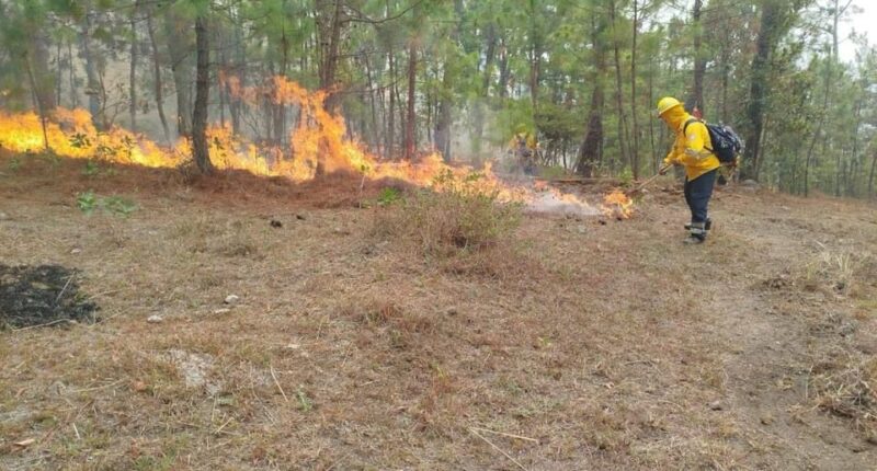 Mantienen combate de incendio forestal en el cerro del Alquitrán - Quorum
