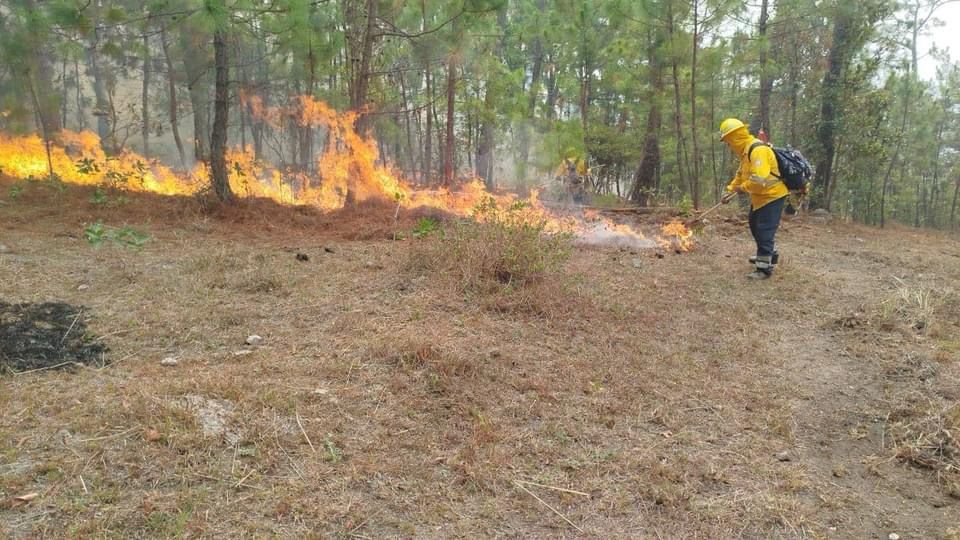 Mantienen combate de incendio forestal en el cerro del Alquitrán - Quorum